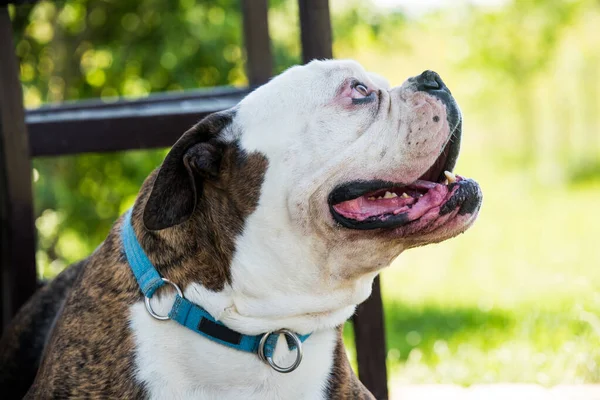 Tiger coat American Bulldog dog portrait in the yard