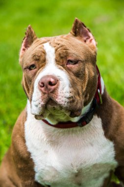 Çikolata rengi Amerikan zorba köpek yavrusu yeşil çimlerin üzerinde. Büyük kaslı, orta boy bir köpek.