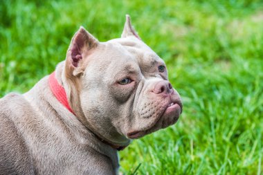 Leylak rengi Amerikan Bully köpeği manzarası. Orta büyüklükte bir köpek.