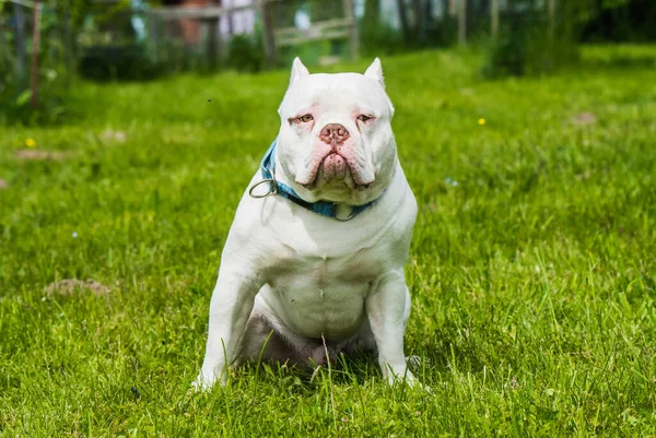 White color male American Bully dog is walking on green grass. Medium sized dog