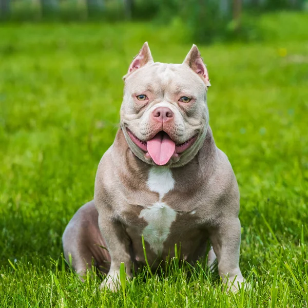 Pocket Lilac Color American Bully Puppy Dog Sitting Green Grass — 스톡 사진