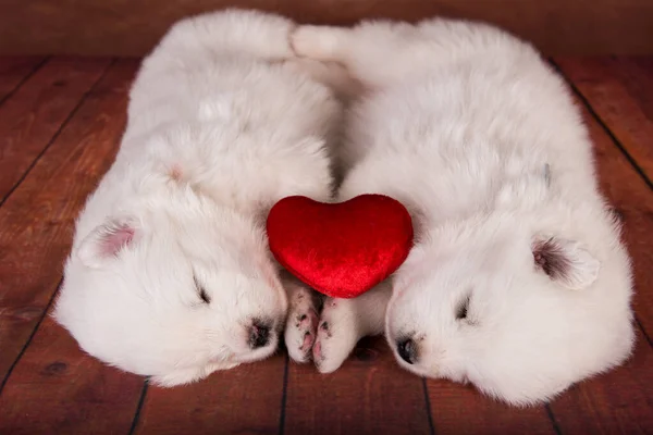 Dois Cães Brancos Samoyed Cachorros Com Coração Vermelho Fundo Madeira — Fotografia de Stock