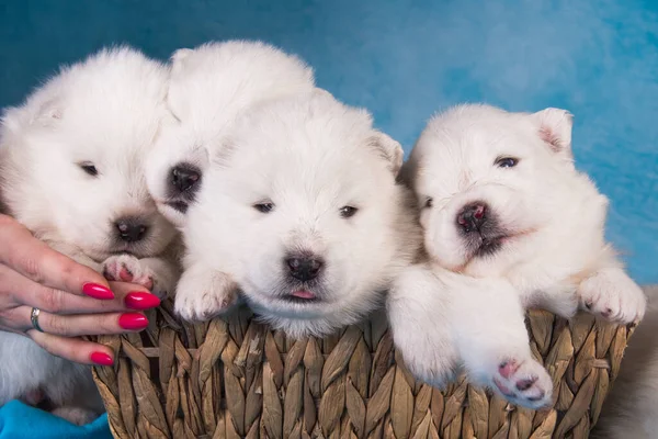 Quatre Petits Chiots Blancs Mignons Mois Dans Une Boîte Cadeau — Photo