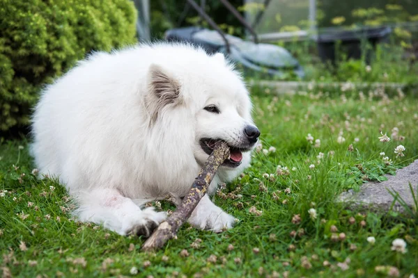 White Samoyed dog gnaws a wooden stick in the grass.