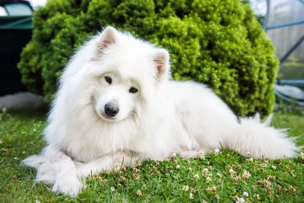 Big white dog with fluffy hair of Samoyed breed, lying on the green grass outdoors in a park on a sunny summer day