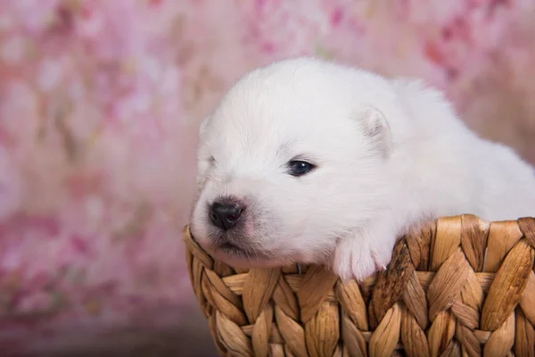 白ふわふわ小さいSamoyed子犬犬2週間年齢でザバスケットでピンクの背景 — ストック写真