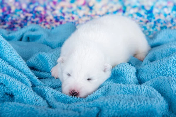 Vit Fluffig Liten Samoyed Valp Hund Sover Blå Filt Bakgrund — Stockfoto