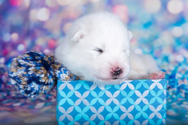 Weißer Flauschiger Kleiner Samojewelpe Einer Weihnachtsgeschenkbox Vor Blauem Glitzerhintergrund — Stockfoto