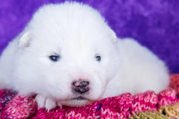 Branco Fofo Pequeno Cachorro Samoyed Cão Está Dormindo Cachecol Quente — Fotografia de Stock