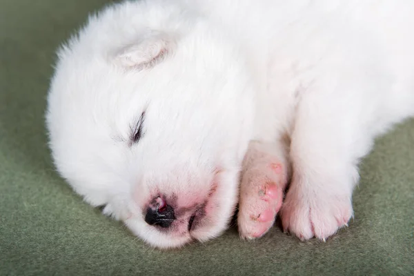 Branco Fofo Pequeno Cachorro Samoyed Cachorro Cobertor Verde — Fotografia de Stock
