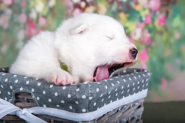 Білий Пухнастий Маленький Самогубний Щенячий Собака Кошику — стокове фото