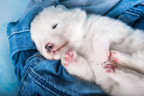 Branco Fofo Pequeno Cachorrinho Samoyed Cão Azul Jeans Fundo — Fotografia de Stock