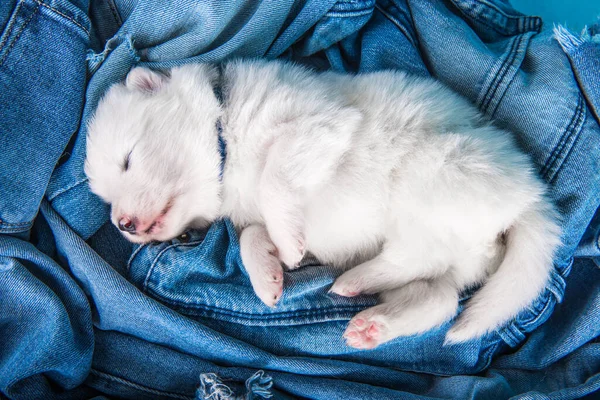 Blanco Esponjoso Pequeño Perro Cachorro Samoyed Fondo Vaqueros Azules —  Fotos de Stock