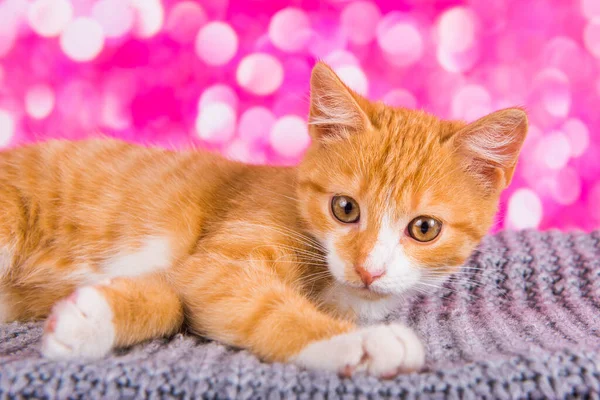 ピンクを基調にした可愛い赤い子猫 遊び心と面白いペット 広告のための空白の ポスター 獣医クリニック スペースのコピー — ストック写真