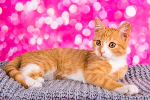 Милый Красный Котенок Розовом Фоне Игровой Смешной Питомец Холостой Рекламы — стоковое фото