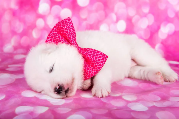 Wit Pluizig Klein Samoyed Puppy Hond Slapen Voorkant Van Roze — Stockfoto
