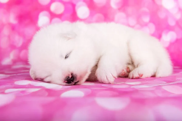 Bianco Soffice Piccolo Cane Cucciolo Samoyed Sta Dormendo Davanti Sfondo — Foto Stock