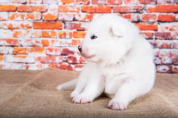 小さい2週間古いです可愛いですホワイトSamoyed子犬犬上のレンガの壁の背景 — ストック写真
