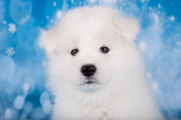 Blanco Esponjoso Pequeño Cachorro Samoyed Perro Hocico Cerca Azul Navidad —  Fotos de Stock