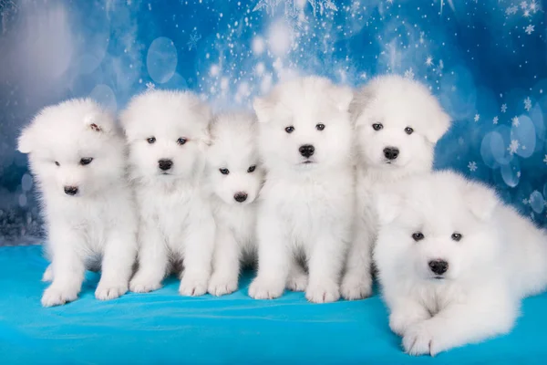 Beyaz altı tüylü küçük Samoyed köpek köpekleri mavi Noel 'de ya da yeni yılda kar taneleriyle oturuyorlar.