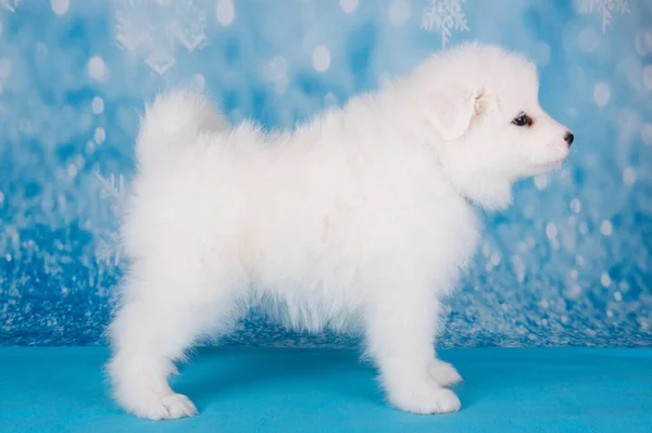 White Fluffy Small Samoyed Puppy Dog Standing Blue Christmas New — Stock Photo, Image