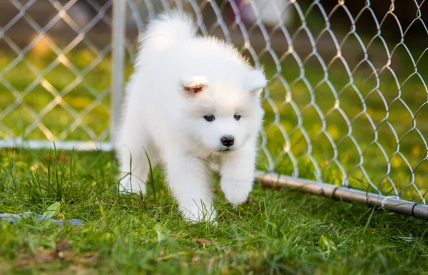 芝生の上で動く愛らしいサモイドの子犬 — ストック写真
