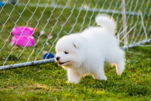 Imádnivaló Samoyed Kiskutya Mozgásban Gyepen — Stock Fotó