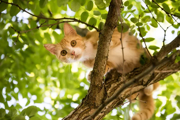 Червоний Кіт Сидить Дереві Наляканий Погляд Концепція Врожаю Любові Тварин — стокове фото