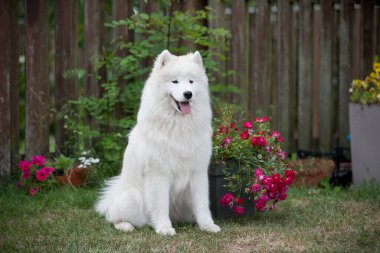 Beyaz Samoylu köpek yavrusu elinde çiçeklerle yeşil çimlerin üzerinde oturur. Doğada bir köpek, parkta bir yürüyüş.