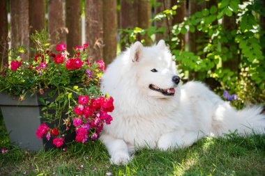Beyaz Samoylu köpek yavrusu elinde çiçeklerle yeşil çimlerin üzerinde oturur. Doğada bir köpek, parkta bir yürüyüş.
