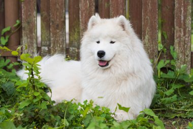 Beyaz Samoyed köpek yavrusu yeşil çimlerin üzerinde oturur. Doğada bir köpek, parkta bir yürüyüş.