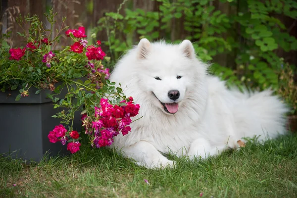 White Samoyed Puppy Sits Green Grass Flowers Dog Nature Walk — ストック写真