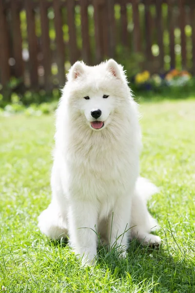 Biały Szczeniak Siedzi Zielonej Trawie Pies Naturze Spacer Parku — Zdjęcie stockowe