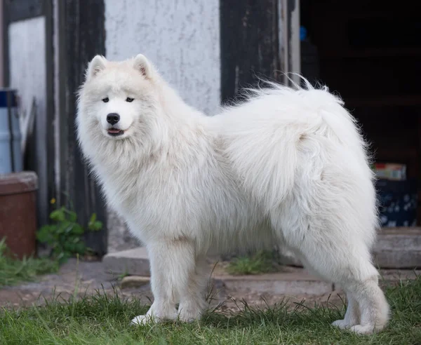 White Samoyed Puppy Sits Green Grass Dog Nature Walk Park — 图库照片