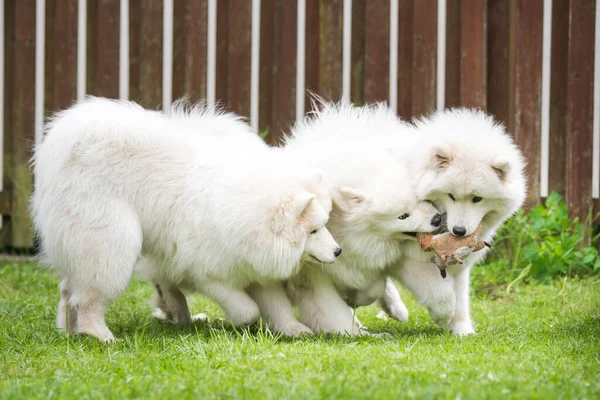 Puszyste Białe Szczeniaki Samoyed Bawią Się Zabawką — Zdjęcie stockowe