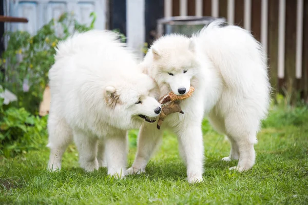 Two Fluffy White Samoyed Puppies Dogs Playing Toy — Stock Photo, Image