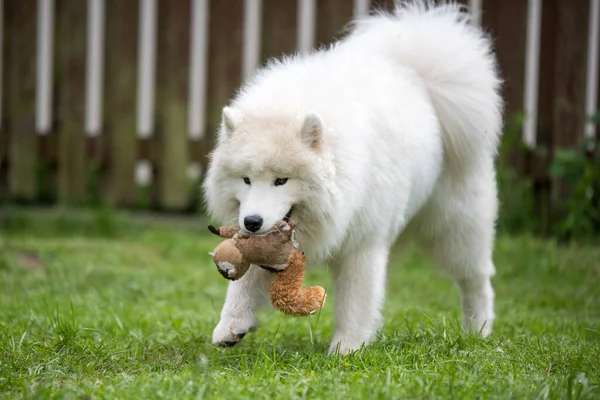 Chien Blanc Moelleux Samoyed Chiot Joue Avec Jouet — Photo