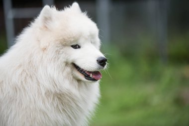 Beyaz Samoyed köpek yavrusu yeşil çimlerin üzerinde oturur. Doğada bir köpek, parkta bir yürüyüş.