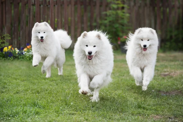 Samoyed Puppies Dogs Running Playing Green Meadow — Photo