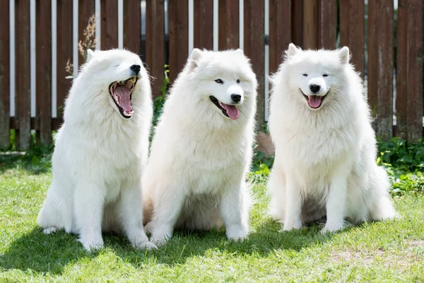 Samoyed Puppies Dogs Sitting Playing Green Meadow — Stockfoto