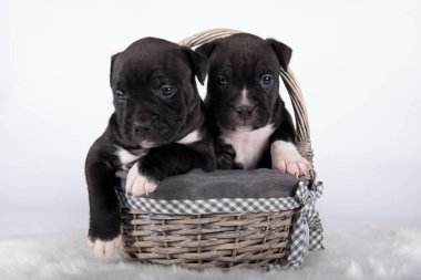 Siyah ve beyaz Amerikan Staffordshire Terrier köpekleri ya da beyaz arka planda AmStaff yavruları.