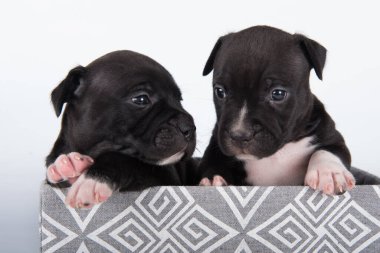 Siyah ve beyaz Amerikan Staffordshire Terrier köpekleri ya da beyaz arka planda AmStaff yavruları.