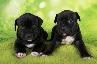 İki siyah ve beyaz Amerikan Staffordshire Terrier köpeği veya yeşil arka planda AmStaff yavruları.