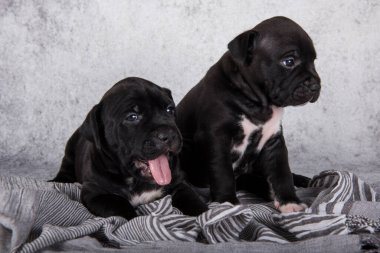 İki siyah ve beyaz Amerikan Staffordshire Terrier köpeği ya da gri arka planda AmStaff yavruları.