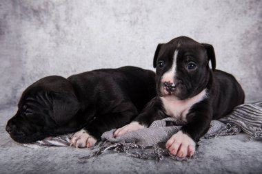 İki siyah ve beyaz Amerikan Staffordshire Terrier köpeği ya da gri arka planda AmStaff yavruları.