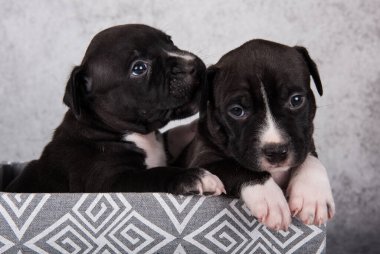 İki siyah ve beyaz Amerikan Staffordshire Terrier köpeği ya da gri arka planda AmStaff yavruları.