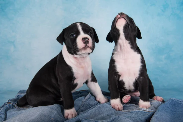 Two Black White American Staffordshire Terrier Dogs Amstaff Puppies Blue — Stock Photo, Image