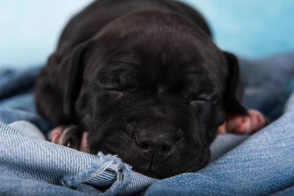 Black American Staffordshire Terrier Dog Amstaff Puppy Blue Background — ストック写真
