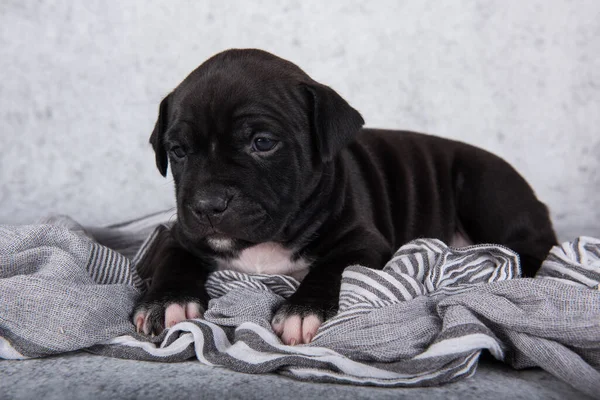 Czarno Biały Amerykański Staffordshire Terrier Dog Lub Szczeniak Amstaff Szarym — Zdjęcie stockowe