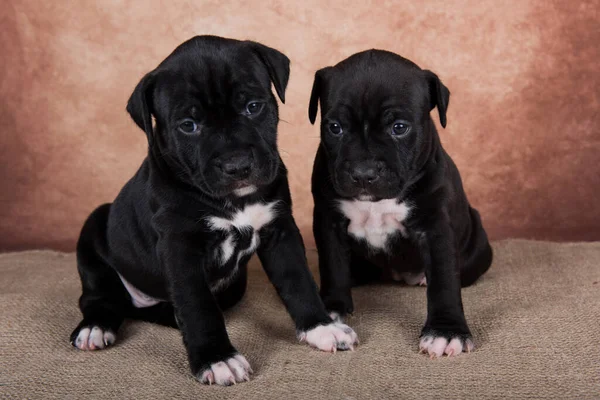 Two Black White American Staffordshire Terrier Dogs Amstaff Puppies Brown Fotos de stock libres de derechos